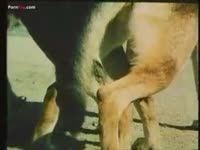 Two dogs having sex in zoophilia porno